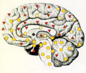 Медиальная 


поверхность мозга справа